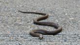 Passengers Startled After Snake Spotted in San Jose International Airport