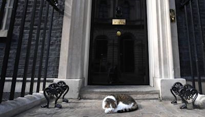 Keir Starmer’s new kitten: How to introduce another cat into a household