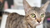 Los gatos que sobrevivieron al piso de los horrores en Torrent buscan hogar de acogida