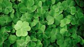 Dear Annie: Let these St. Patrick’s Day blessings inspire you