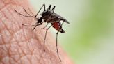 OMS advierte aumento del dengue: 8 millones de casos en 4 meses de 2024