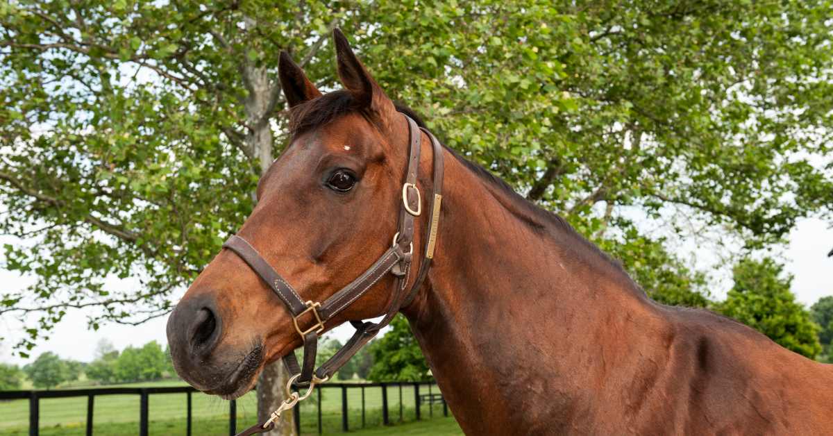 Broodmare Of The Year Liable, Dam Of Champion Blame, Dies At Age 29