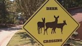 80 deer will be culled in Tega Cay to help with overpopulation
