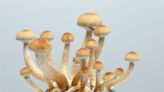 Yale School of Medicine researchers study ‘magic mushroom’ treatment for migraines