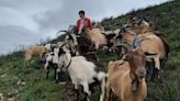 Un pastor cangués de 17 años, harto de los ataques de los lobos, vende todas sus cabras