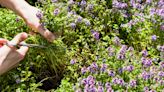 How to Prune Thyme to Keep Your Herb More Productive