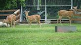 把梅花鹿換成山羊？鹿港生態公園新來嬌客 鎮長一次說清楚