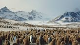 Frozen Planet II: Human heartlessness takes starring role in new David Attenborough series