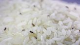 米蟲20天就繁衍後代 廠商教1招保存白米 不再長蟲 - 生活