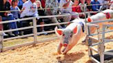 Show musical, comida y carrera de chanchos: ¿cómo es la feria que se verá interrumpida por el próximo partido de la selección?