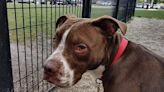 Mild-mannered, adoptable Ohio pit bull comes out of his shell with other dogs