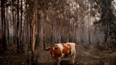 Chile: daños por incendios forestales perdurarán varios años