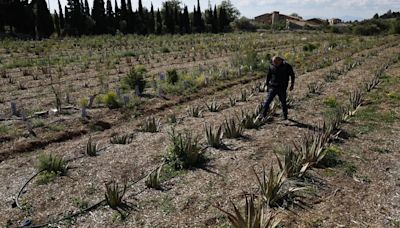 La sequía se ceba con el sureste de Francia y el campo cambia las viñas por aloe vera