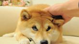 Iconic Dogecoin Mascot And Meme Legend Kabosu, A Shiba Inu Dog, Passes Away In Japan