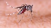 Lo que hay que saber sobre el dengue a medida que se registran casos en Florida