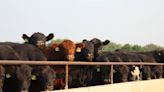 Exclusive: Thousands of U.S. cattle buried, dumped at Kansas landfill after deadly heatwave -documents