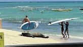 Monk seal pup’s foray by Waikiki canoe club prompts concerns | Honolulu Star-Advertiser