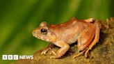 Andaman Islands: The 'upside-down' sex life of a rare Indian frog revealed