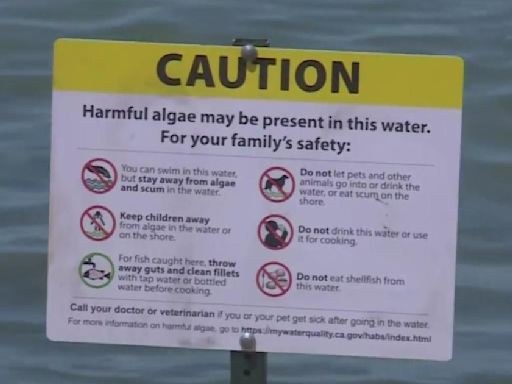 Dog dies after swimming in Lake Tahoe, officials test beaches for toxic algae