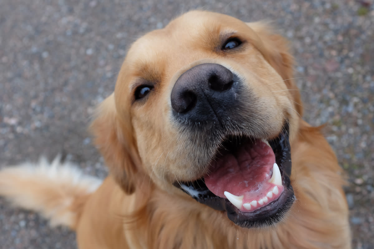 Golden Retriever Known as USA Gymnastics’ ‘Goodest Boy’ Is Capturing Hearts Everywhere