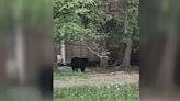 Bear captured in Hatboro, Pennsylvania, after multiple sightings, police say