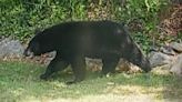 Black bear scampers across Haverhill backyard - Boston News, Weather, Sports | WHDH 7News