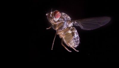 How to banish fruit flies from your home as pests make unwelcome return