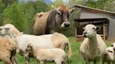 Growing Better: A sheep farm in Polk County is regenerating the land