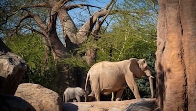 Vive una experiencia inolvidable en la primavera de los Bioparc