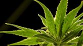 US drug control agency will move to reclassify marijuana in a historic shift, AP sources say