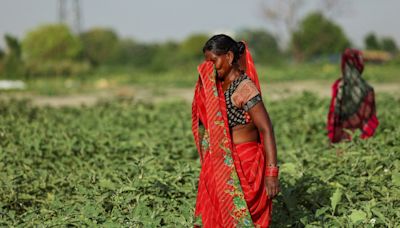 Animals collapse, water shortages bite amid India's searing heat