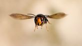 All there is to know about Asian hornets and their sting