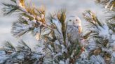 Hoo-Dunit? Rhode Island left in the cold without snowy owl visitors this winter.
