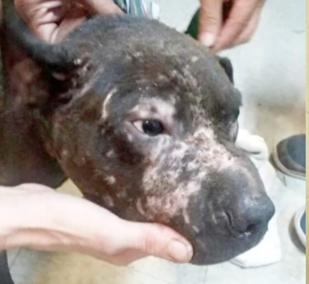 Alabama man pleads guilty to operating large dogfighting ring in Monroe County