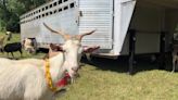 ‘We need more goats’: Live brush-trimming business booms