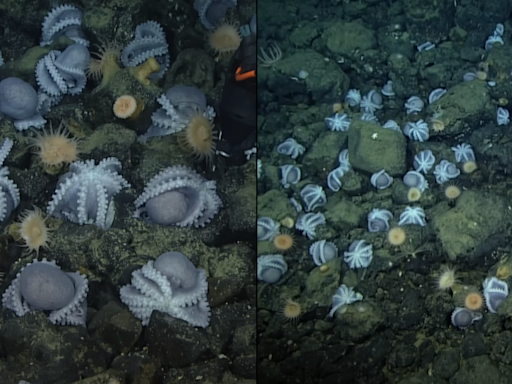 Scientist solve mystery of why thousands of octopuses gather at mysterious spot to die