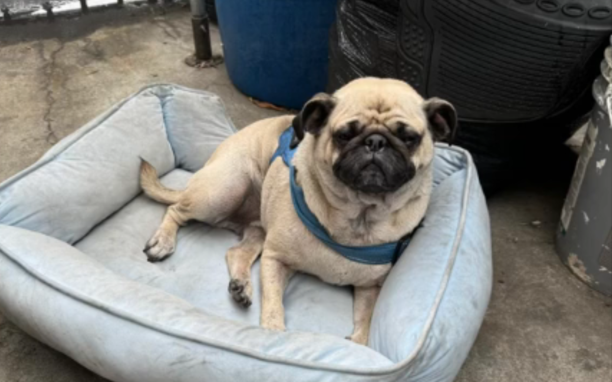 Woman has best response to pug abandoned at boyfriend's work—"Welcome home"