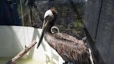 California Has a Theory on Why Brown Pelicans Are Starving and Dying | KQED