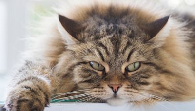 Siberian Cat Obsessed with Sitting in Goofy 'Bunny Pose' Is Impossible to Resist