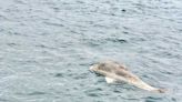 八斗子漁港外堤發現死亡鯨豚
