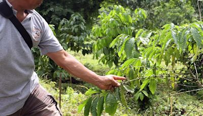 ¿Por qué podríamos quedarnos sin café mexicano pese a lluvias de la temporada?