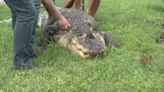 'Albert the Alligator' moved to rehabilitation facility in Texas after he was seized from Hamburg home