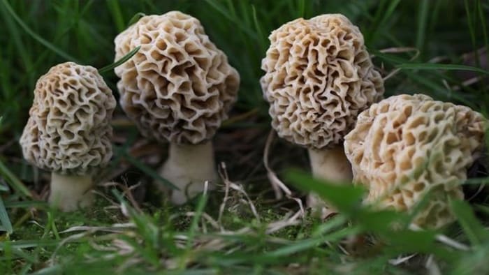 Michigan morel mushroom hunters should beware ‘false’ look-alikes