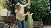 Rare 'Corpse Flower' poised to bloom for first time at northern Colorado university