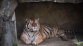 COVID-19 complications caused 14-year-old tiger's death, Columbus Zoo and Aquarium says