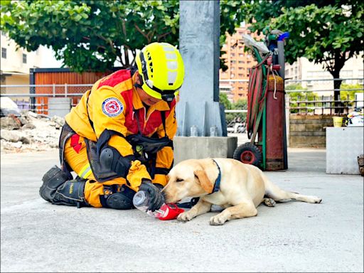 搜救犬國際評測 中市全通過 拉布拉多Queen是學霸