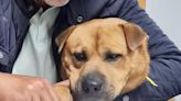 Localidad portuguesa mete en plantilla a un perro para dar "amor y cariño" a sus empleados