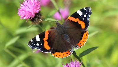 Public urged to join butterfly count as species spread north with climate change