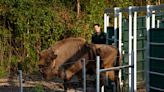 Bison set for release into ancient Kent woodland to help nature and climate crises