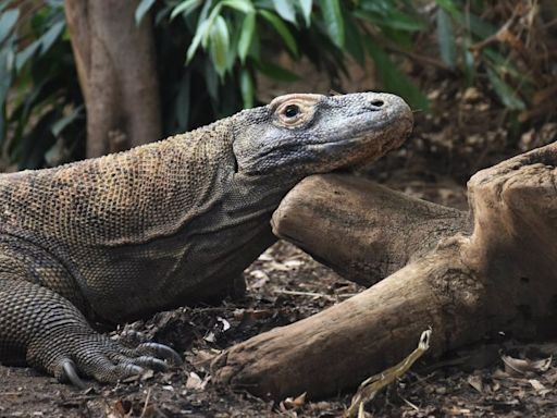 Komodo dragons have iron-tipped teeth, new study shows